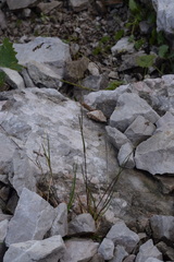 Poa minor