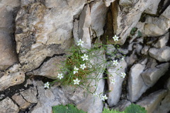 Facchinia grignensis