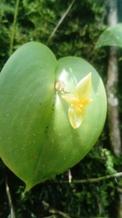 Pleurothallis prolaticollaris