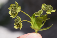 Bupleurum petraeum