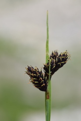 Carex atrata