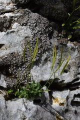 Arabis pumila