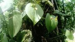 Pleurothallis prolaticollaris