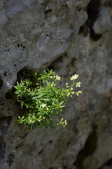 Galium baldense