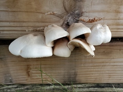 Pluteus petasatus