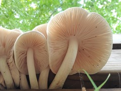 Pluteus petasatus