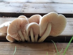 Pluteus petasatus