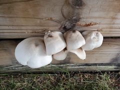 Pluteus petasatus