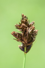 Carex foetida