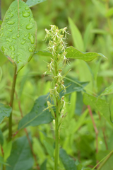 Platanthera lacera