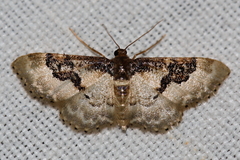 Idaea mustelata