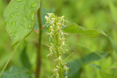 Platanthera lacera