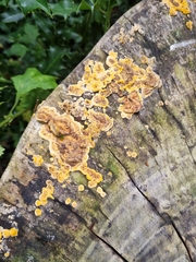 Fungi