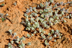 Lasiopogon