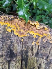 Fungi