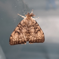 Lymantria dispar