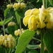 Phlomis russeliana - Photo (c) edgeplot, algunos derechos reservados (CC BY-NC-SA)