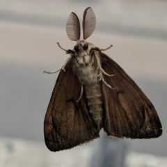 Lymantria dispar
