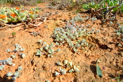 Lasiopogon