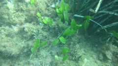 Caulerpa prolifera