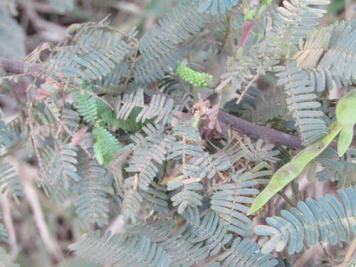 Jurema (Mimosa tenuiflora)