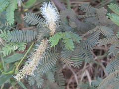 Mimosa tenuiflora