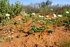 Asparagus multituberosus