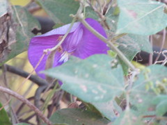 Centrosema brasilianum