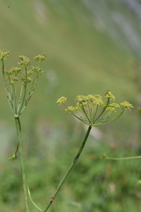Laserpitium gaudinii