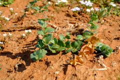 Asparagus multituberosus