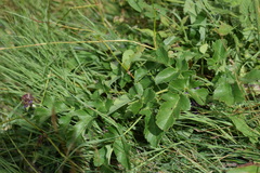 Laserpitium gaudinii