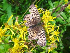 Boloria titania