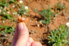 Asparagus multituberosus