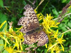 Boloria titania