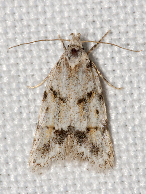 Symmoca