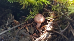 Inocybe pyrotricha