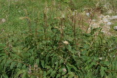 Sanguisorba dodecandra