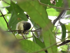 Poecilotriccus sylvia