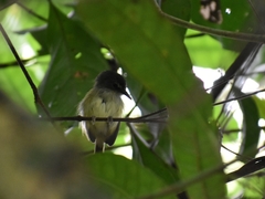 Poecilotriccus sylvia