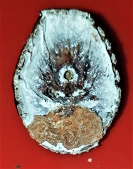 Aspidoproctus maximum