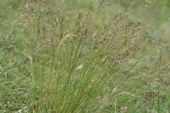 Poa variegata