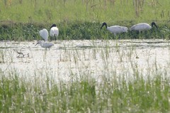 Threskiornis melanocephalus
