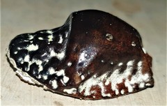 Aspidoproctus maximum