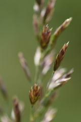 Poa variegata