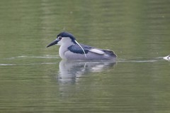 Nycticorax nycticorax