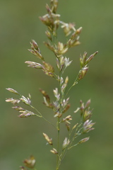Poa variegata