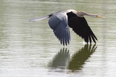 Anhinga melanogaster