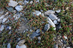 Crassula mataikona