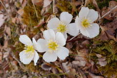 Trollius chartosepalus
