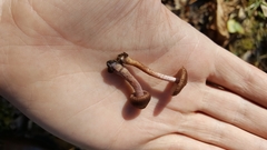 Inocybe pyrotricha